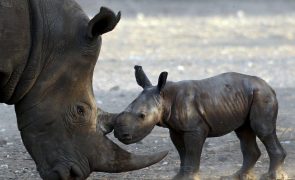 Maior criador de rinocerontes no mundo quer devolver 100 animais à natureza por ano