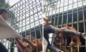 Vídeo mostra desespero de homem após ser agarrado por orangotango