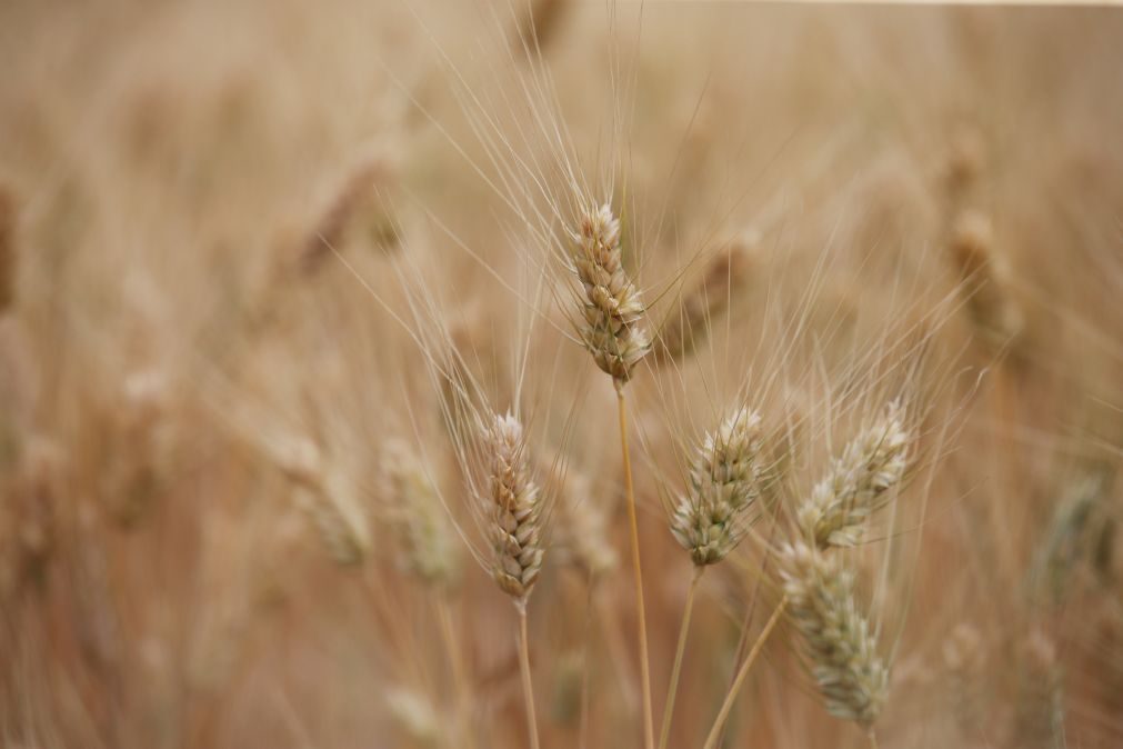 Produção de cereais em Beja muito afetada pela seca em 