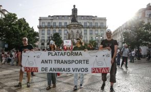Manifestantes exigem em Lisboa fim do transporte por barco de animais vivos