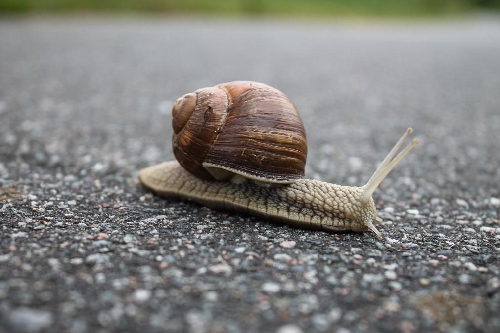 Febre do caracol, a nova doença que promete colocar o mundo em alerta