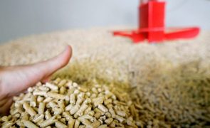 Indústria de 'pellets' põe em causa floresta portuguesa, alerta associação Zero