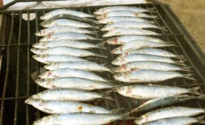 Pescadores do Norte garantem sardinha 
