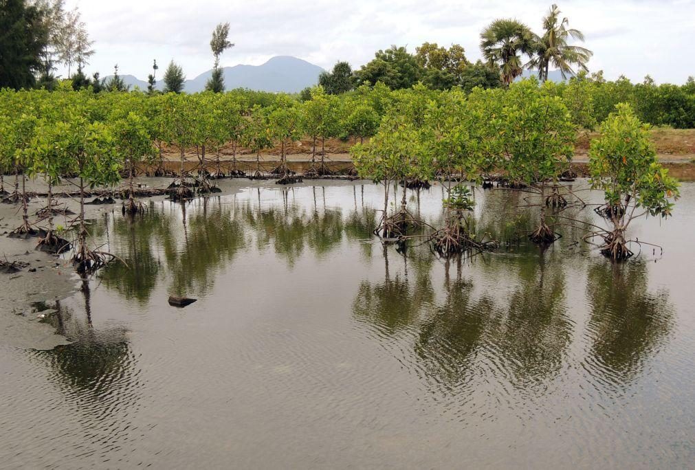 Florestas de mangues que depuram água de Macau caem para um terço em três décadas