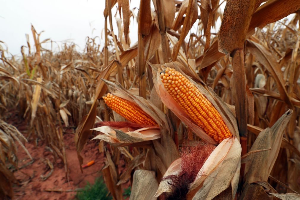 Área semeada de milho sobe 5% apesar do interesse acrescido devido à guerra