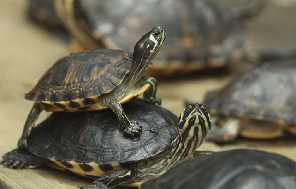 Tartarugas em zoos são capazes de evitar efeitos do envelhecimento