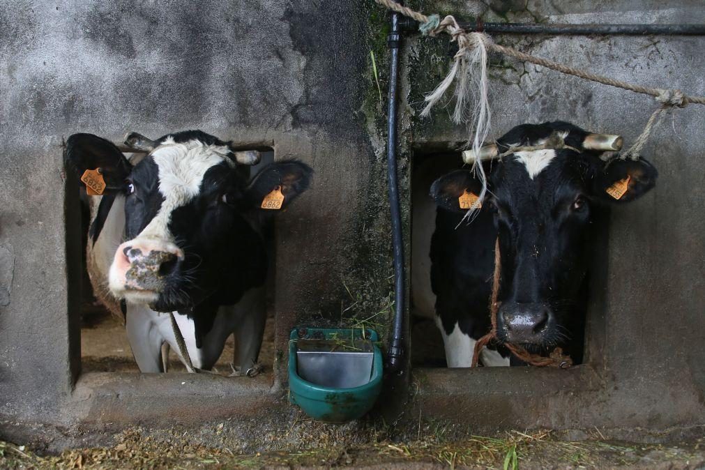 Preço do leite ao produtor sobe mas é dos mais baixos na Europa